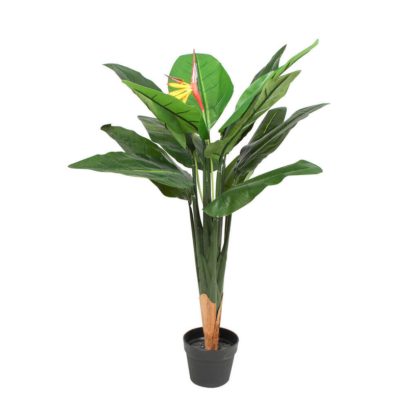 Bird of Paradise in Plastic Pot